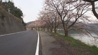海津大崎桜並木街道-14＠滋賀