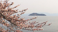 海津大崎桜並木街道