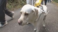 盲導犬と熊野を歩く＠和歌山