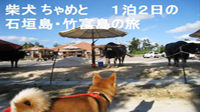 柴犬ちゃめと石垣島・竹富島の旅